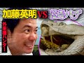 6.【猛毒危険】噛まれたら死ぬかも!石垣島でハンター加藤がハブと戦った!