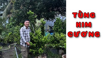 Cây Tùng kim cương rin 1.6 mét tàng thông | 0386569374 - Ngọc Ngân Bến Tre | Chuyên cây độc lạ