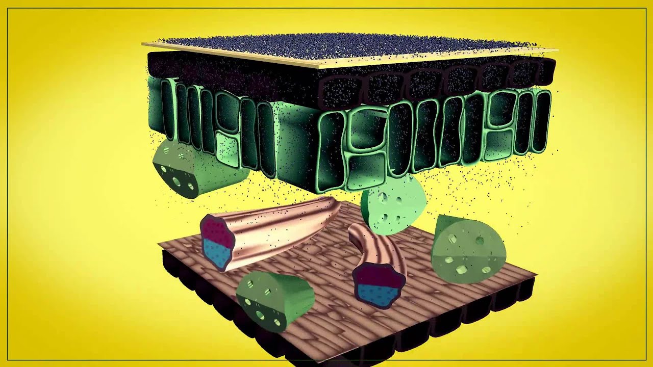 Optic Foliar TRANSPORT