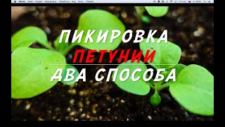 Пикировка ПЕТУНИЙ / Мастер-класс/ Уход после пикировки.