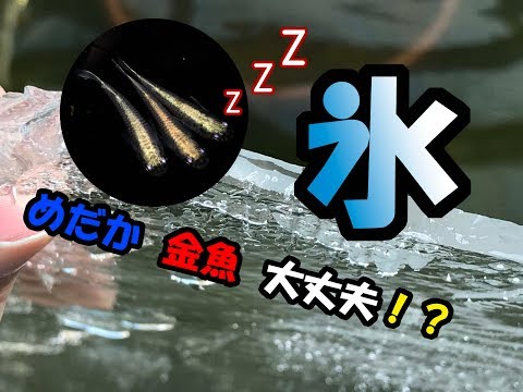 【結氷】めだか・金魚は大丈夫！？