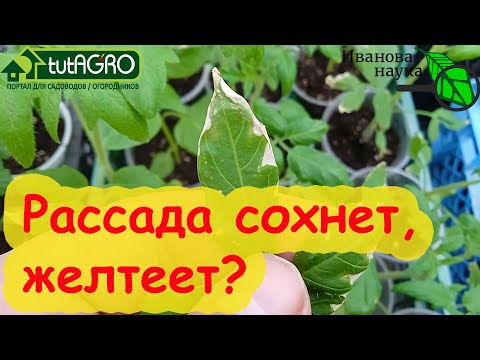 РАССАДА ЖЕЛТЕЕТ, СОХНЕТ, ПЛОХО РАСТЕТ? Решение очень простое!