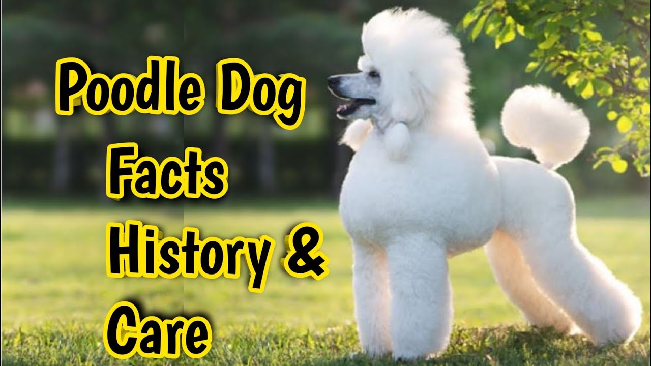Poodle Dog Facts in Hindi || Poodle Dog Information || Poodle Dog Price Nature & Care