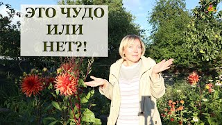 Томат Чудо Лентяя Отзывы Фото Томат Чудо Лентяя Отзывы Фото