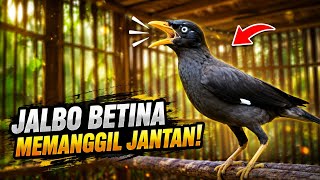 Suara JALAK KEBO BETINA Memanggil JANTAN‼️ 