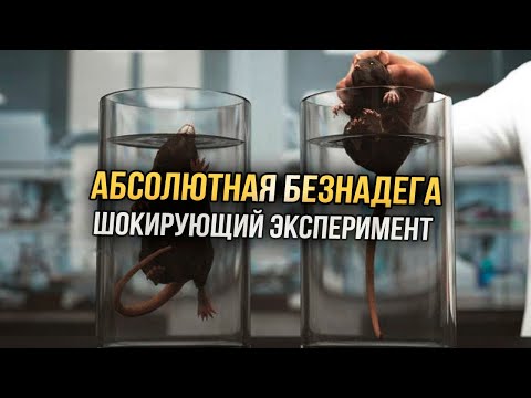 Шокирующий Эксперимент с крысами - Мотивация верить в себя