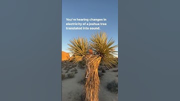Thumbnail of Joshua Tree Music