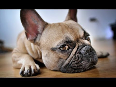 French Bulldog Tips And Tricks