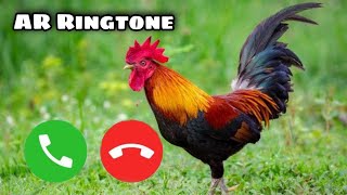 new murga ringtone।।। hen ringtone।।। dj remix ringtone।। murga song ।। status