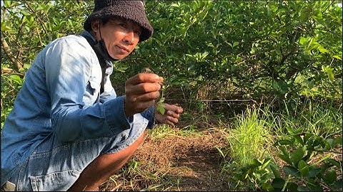 MỘT NGÀY ĐI BẪY CÚT BỘI THU VÀ NỒI CHÁO CÚT BẦU THƠM NGON