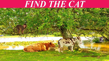 Find The Hidden Animal | Find The Different Emoji | Find The Number | Missing Circle | Multiple Game