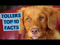 Nova Scotia Duck Tolling Retriever - TOP 10 Interesting Facts の動画、YouTube動画。