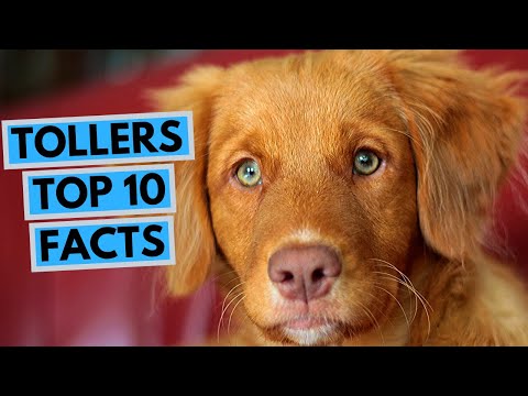 Video: Nova Scotia Duck Tolling Retriever Köpek Cinsi Hipoalerjenik, Sağlık Ve Ömrü