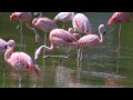 Chilean Flamingo (Phoenicopterus chilensis) / Chile-Flamingos