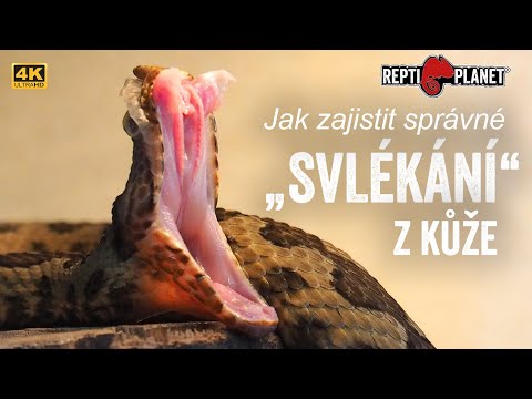 Video: Jak zabít blůzy se slonovinou