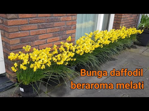 Video: Tulip, melati daffodil?