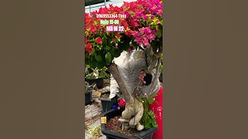 Siêu rực rỡ siêu bông nhiều màu..#shortvideos