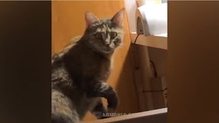 Funniest animals / Funny cats and dogs 2022  / #9 by Animals Fun 8,991 views 1 year ago 9 minutes, 33 seconds