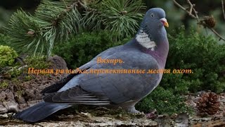 Первая разведка на вяхиря (лето 2016) до открытия охоты.