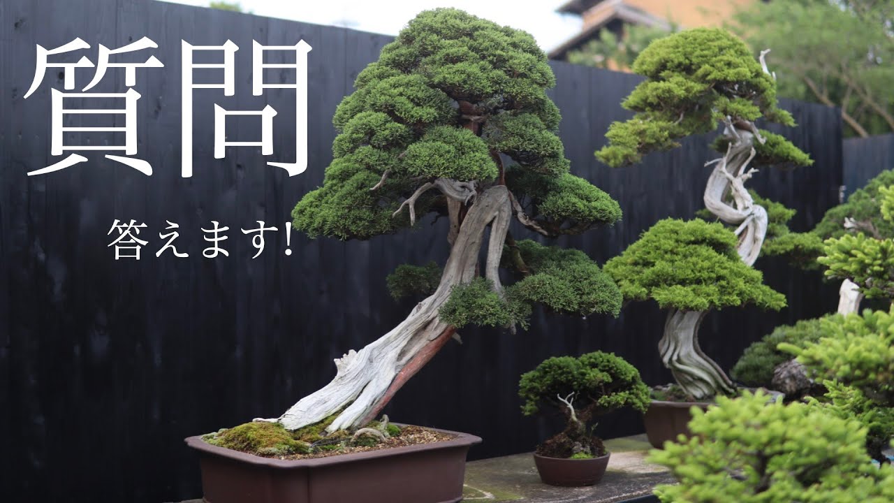 盆栽の疑問に答えます ! 愛好者様の質問に回答 ! - YouTube