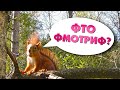 Белка и фундук/Squirrel and hazelnuts
