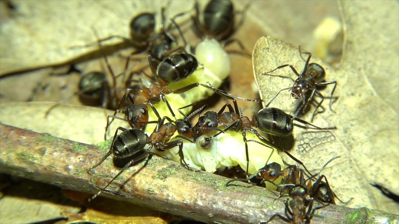 nützliche geschenke für männer Ants transport caterpillar. Ameisen transportieren Raupe23.7