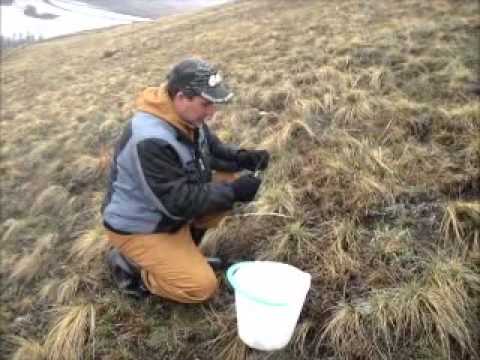 Первый сбор лука-слизуна...