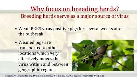 Dr. Derald Holtkamp - Development of a PRRS Outbre...