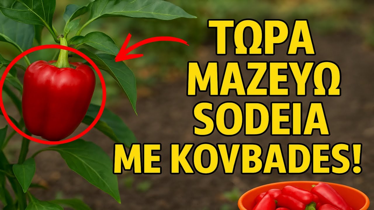 Οι πιπεριές μου ήταν παντελώς άκαρπες, μέχρι να κάνω ΑΥΤΟ. Τώρα μαζεύω σοδειά με κουβάδες! 🏆