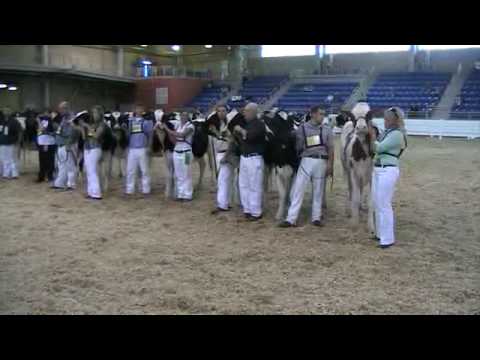 Spring Yearling Heifers - All-American Holstein Show