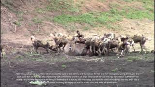 Wild dogs catching a waterbuck, the full version with previously left out parts. Viewer discretion.