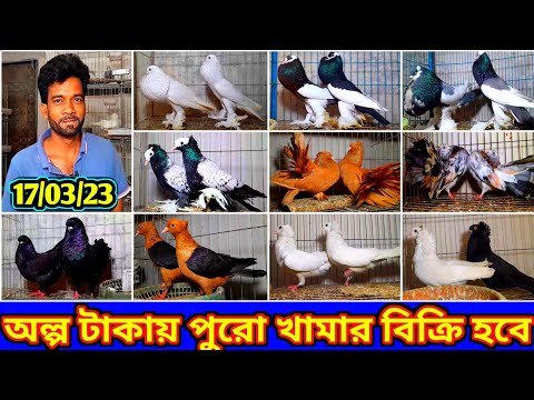 অল্প টাকায় খামার কিনুন !! খাঁচা বাটি সহ সিমিত দামে কবুতর বিক্রি হবে