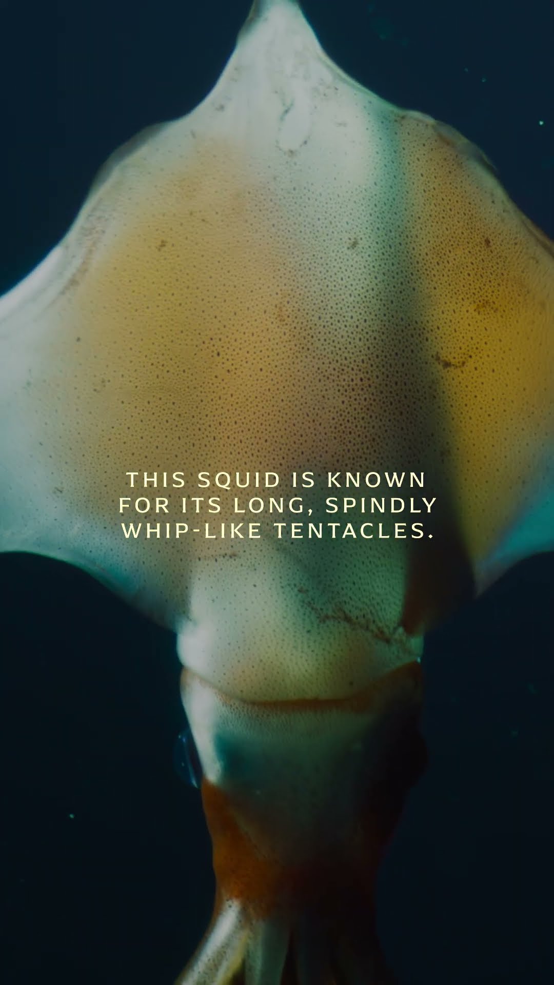 Eyes in the Deep ? | OceanXplorers