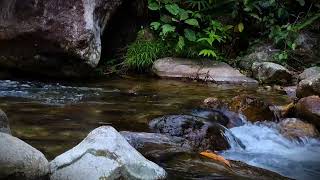 Celebrity Experience Total Rejuvenation 🌊 Flowing Water Ambience for Deep Relaxation & Stress Relief Wealth