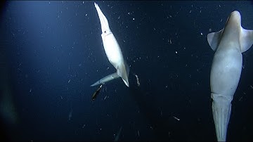 Humboldt Squid Party