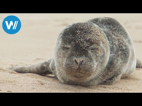 Saint Pierre und Miquelon - Archipel in der Isolation (360° - GEO Reportage)