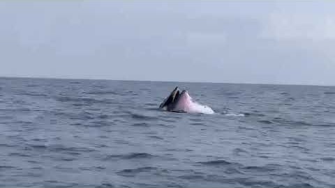 3 con cá voi dài gần 20 m ngoi lên mặt nước săn mồi ở Cô Tô