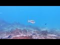 Tyrannochromis macrostoma attacking fry at Gome Rock