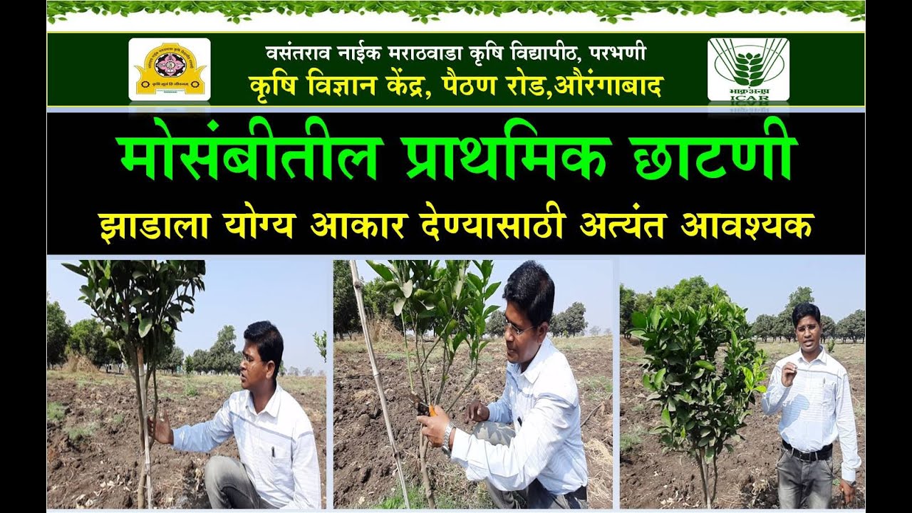 मोसंबीतील प्राथमिक छाटणी-झाडाला योग्य आकार देण्यासाठी अत्यंत आवश्यक-डॉ.संजूला भावर #मोसंबी