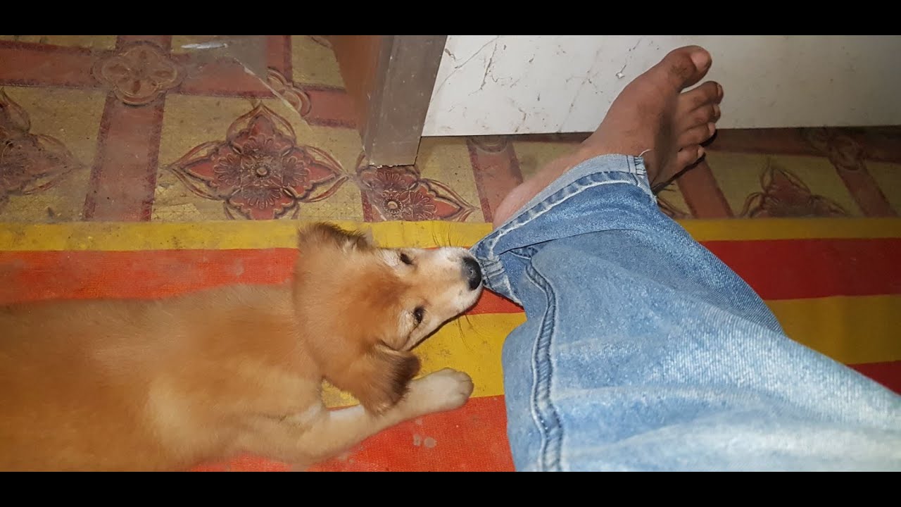 Puppy try to bite my ankle,funny cute puppy YouTube