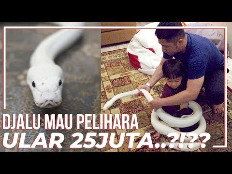 Saat ini memelihara ular banyak di lakukan orang orang indonesia, ular yang dulunya banyak di takuti. 