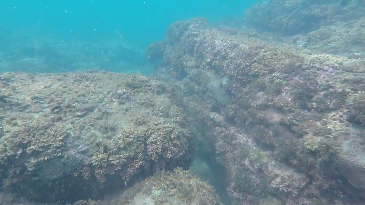 20240718-1 Cryptocentrus nigrocellatus