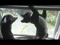 Cat Banging on Window! #FunnyCats #catvideos @ThomasVasili