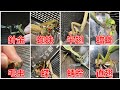 【生餌最強選手権】カマキリが食べれない生餌はどれだ!?