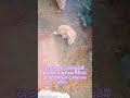 අපි ආදරේ කරන හුරුබුහුටි හාවෝ! 🐰🥕 | Cute Rabbit Moment#animals#rabbit##