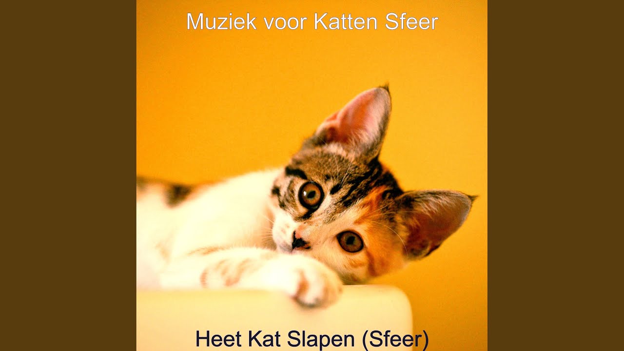 Paradijsachtig Kat Slapen - Geluiden - YouTube