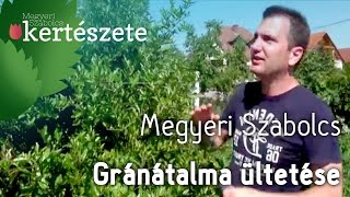 Szoliter növény - Punica granatum - Gránátalma ültetése - Megyeri Kertészet Győr