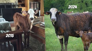 Raising My Cow From Day 1!  Isabelle's Story