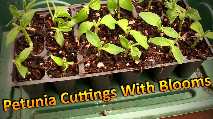 Propagating Petunia Cuttings in August and Overwin...