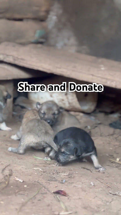 Please donate #puppy #pets #cutedog #funny #cute #lucu #dogs #speakpug #funnypets #chihuahuafanclub